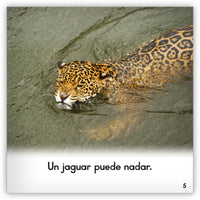 El jaguar from Zoozoo Mundo Animal