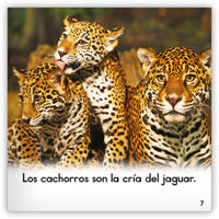 El jaguar from Zoozoo Mundo Animal