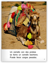 El jorobado tiene dos jorobas