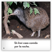 El kiwi