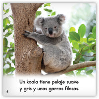 El koala