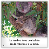 El koala