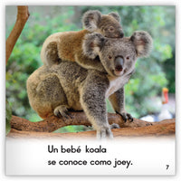 El koala