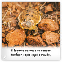 El lagarto cornudo from Zoozoo Mundo Animal
