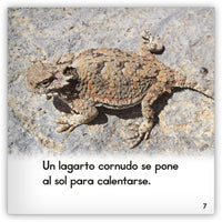 El lagarto cornudo from Zoozoo Mundo Animal