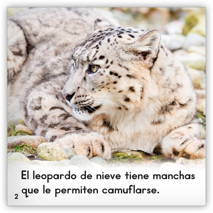 El leopardo de nieve from Zoozoo Mundo Animal