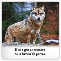 El lobo gris from Zoozoo Mundo Animal