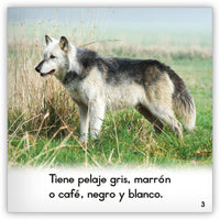 El lobo gris from Zoozoo Mundo Animal