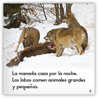 El lobo gris from Zoozoo Mundo Animal