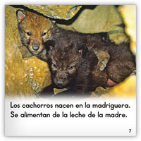 El lobo gris from Zoozoo Mundo Animal