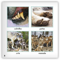 El lobo gris from Zoozoo Mundo Animal