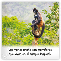 El mono araña from Zoozoo Mundo Animal