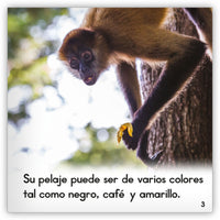 El mono araña from Zoozoo Mundo Animal