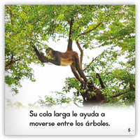 El mono araña from Zoozoo Mundo Animal