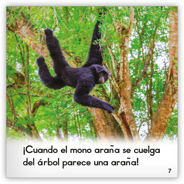 El mono araña from Zoozoo Mundo Animal