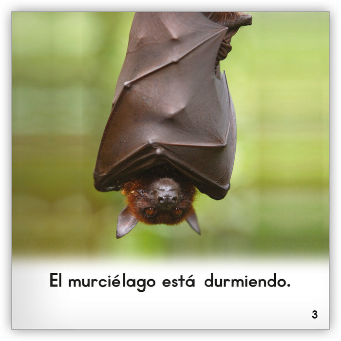 El murciélago from Zoozoo Mundo Animal