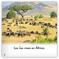 El ñu from Zoozoo Mundo Animal