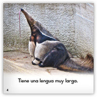 El oso hormiguero from Zoozoo Mundo Animal