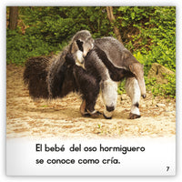 El oso hormiguero from Zoozoo Mundo Animal