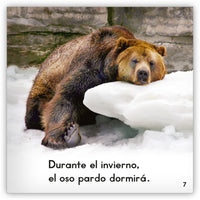 El oso pardo from Zoozoo Mundo Animal