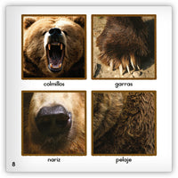 El oso pardo from Zoozoo Mundo Animal