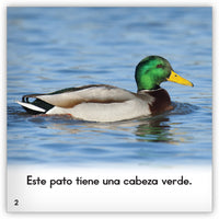 El pato
