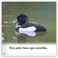 El pato