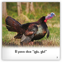 El pavo from Zoozoo Mundo Animal