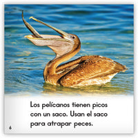 El pelícano