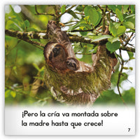 El perezoso from Zoozoo Mundo Animal