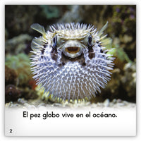 El pez globo from Zoozoo Mundo Animal