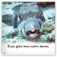 El pez globo from Zoozoo Mundo Animal