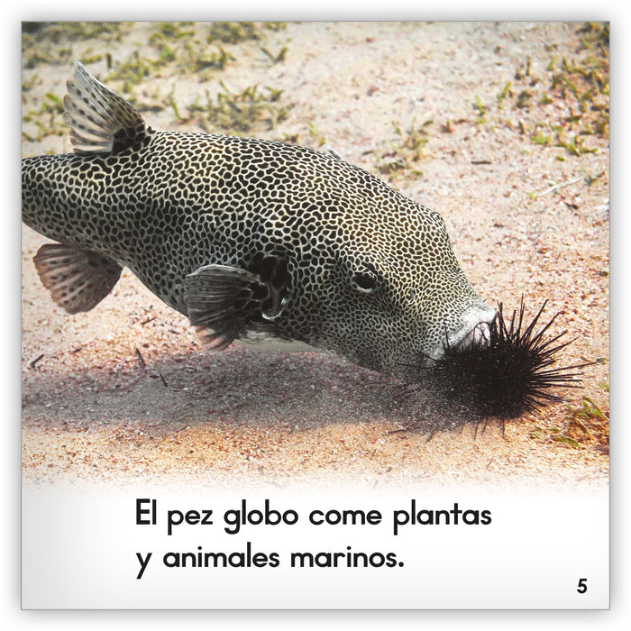 El pez globo from Zoozoo Mundo Animal