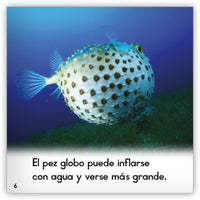 El pez globo from Zoozoo Mundo Animal