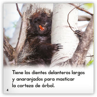 El puercoespín from Zoozoo Mundo Animal