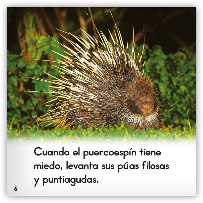 El puercoespín from Zoozoo Mundo Animal