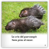 El puercoespín from Zoozoo Mundo Animal