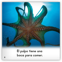 El pulpo from Zoozoo Mundo Animal