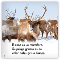 El reno from Zoozoo Mundo Animal