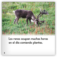 El reno from Zoozoo Mundo Animal