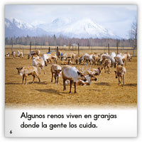 El reno from Zoozoo Mundo Animal