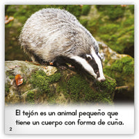 El tejón from Zoozoo Mundo Animal