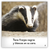 El tejón from Zoozoo Mundo Animal