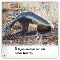 El tejón from Zoozoo Mundo Animal