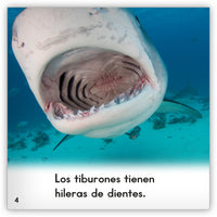 El tiburón from Zoozoo Mundo Animal