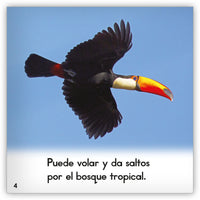 El tucán from Zoozoo Mundo Animal