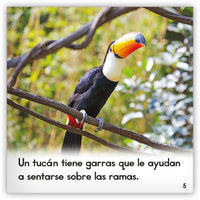 El tucán from Zoozoo Mundo Animal