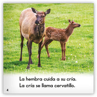 El uapití from Zoozoo Mundo Animal