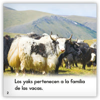 El yak from Zoozoo Mundo Animal