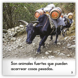 El yak from Zoozoo Mundo Animal